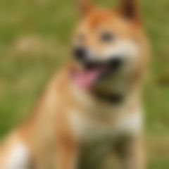一張很模糊的柴犬照片