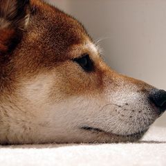 一張只拍到柴犬半張臉的照片