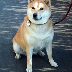 一隻柴犬正面坐著，在白天的路上
