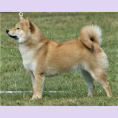 一隻柴犬的側面，站在草地上