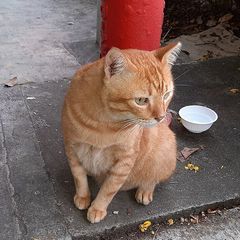 一隻橘貓坐在地上，整隻都在畫面裡